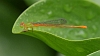 J17_2972 Ceriagrion auranticum ryukyuanum